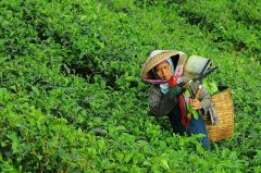 大田作物四情監測系統，讓茶園種植搭上“科技快車”